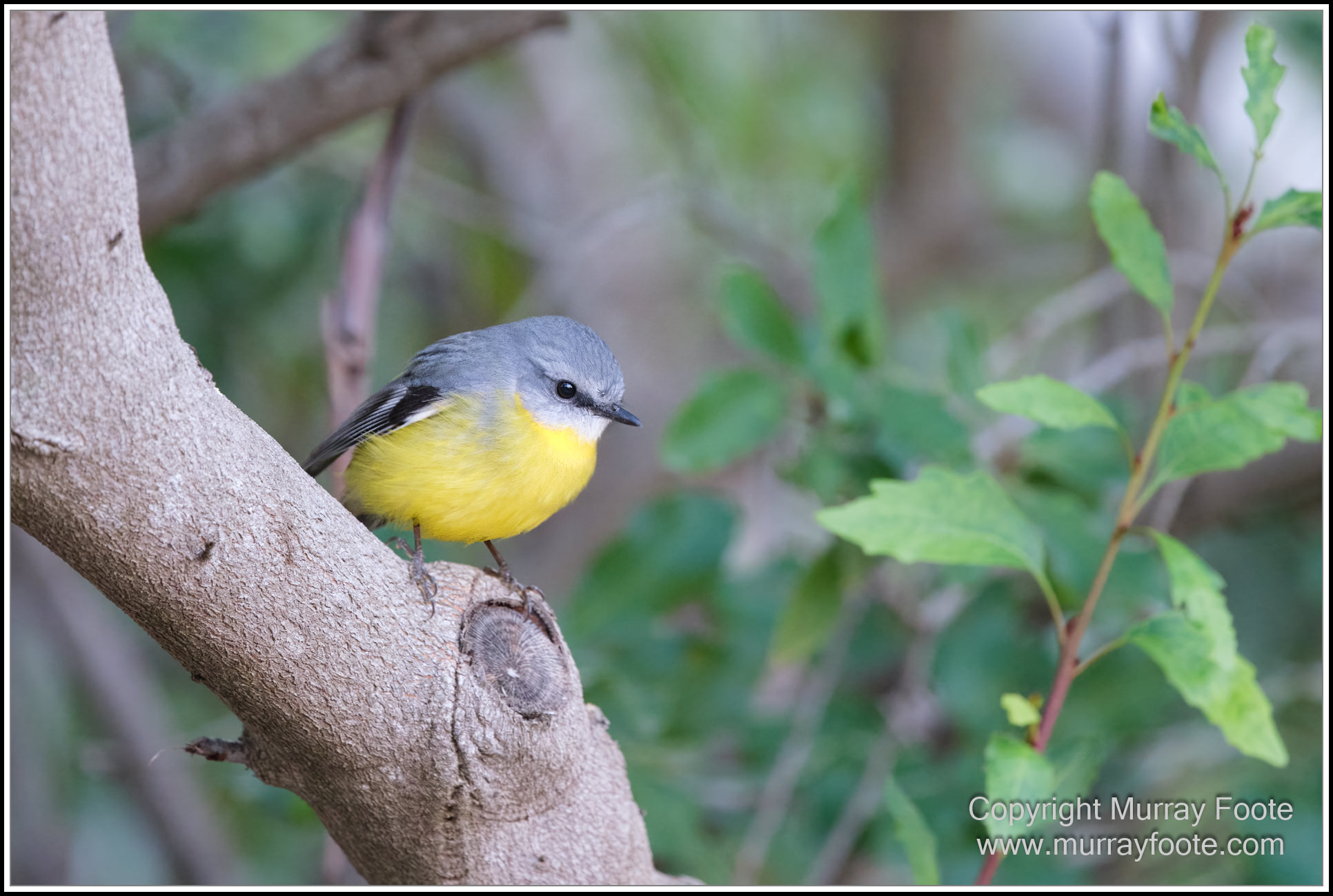 Australian National Botanic Gardens, Birds, Canberra, Fujifilm 500mm f5.6, Jerrabomberra Wetlands, Landscape, Nature, Photography, Topaz Photo AI, Travel, Wildlife