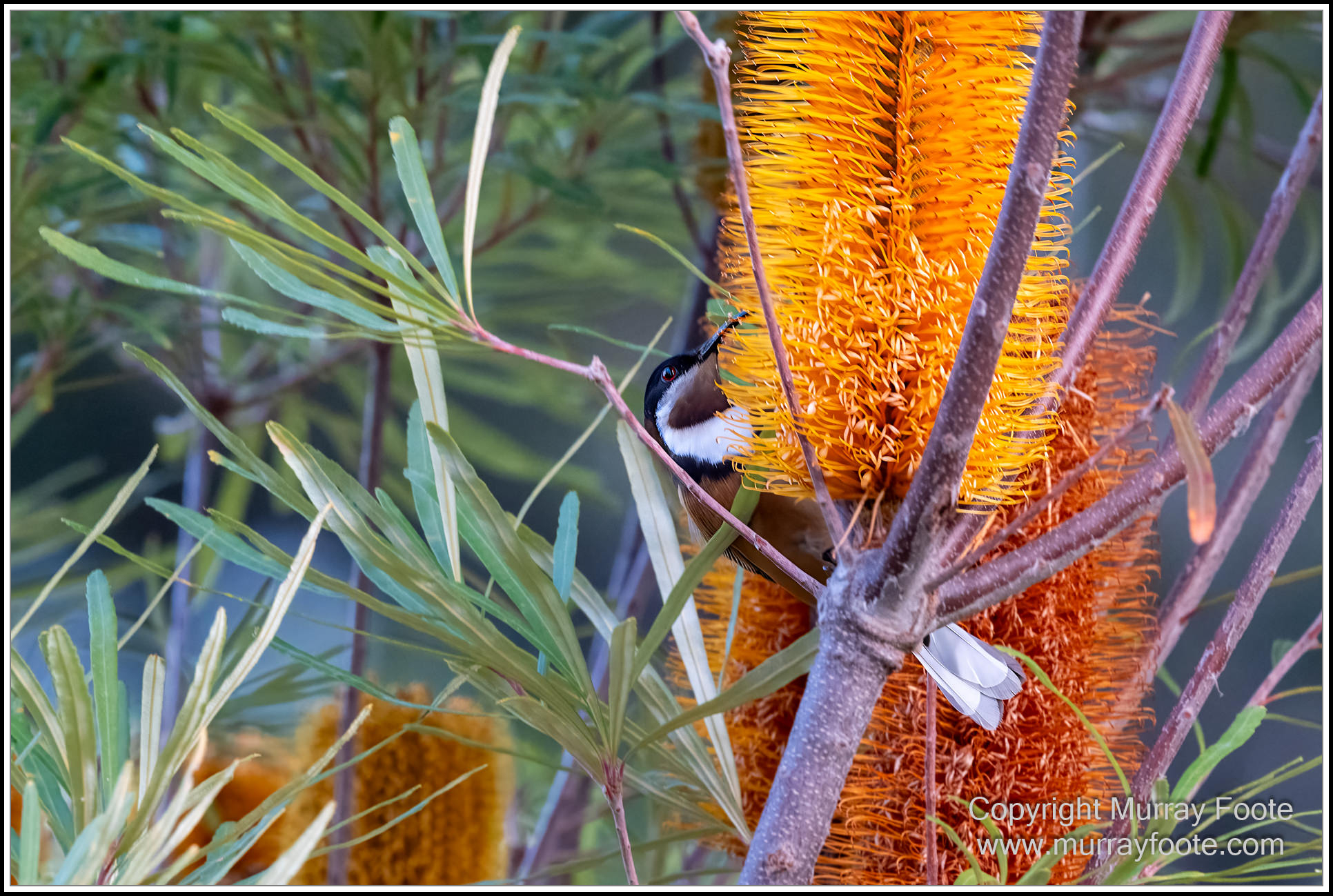 Australian National Botanic Gardens, Birds, Canberra, Fujifilm 500mm f5.6, Jerrabomberra Wetlands, Landscape, Nature, Photography, Topaz Photo AI, Travel, Wildlife