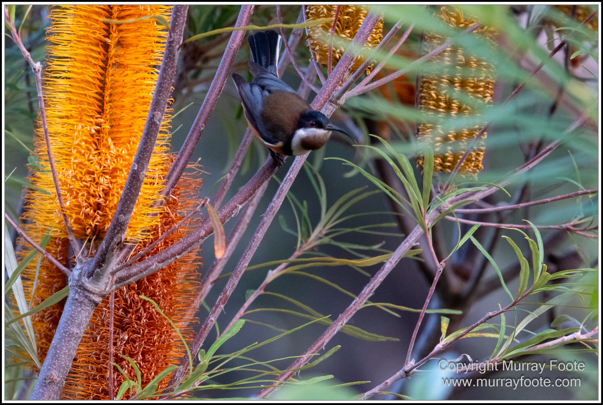 Australian National Botanic Gardens, Birds, Canberra, Fujifilm 500mm f5.6, Jerrabomberra Wetlands, Landscape, Nature, Photography, Topaz Photo AI, Travel, Wildlife