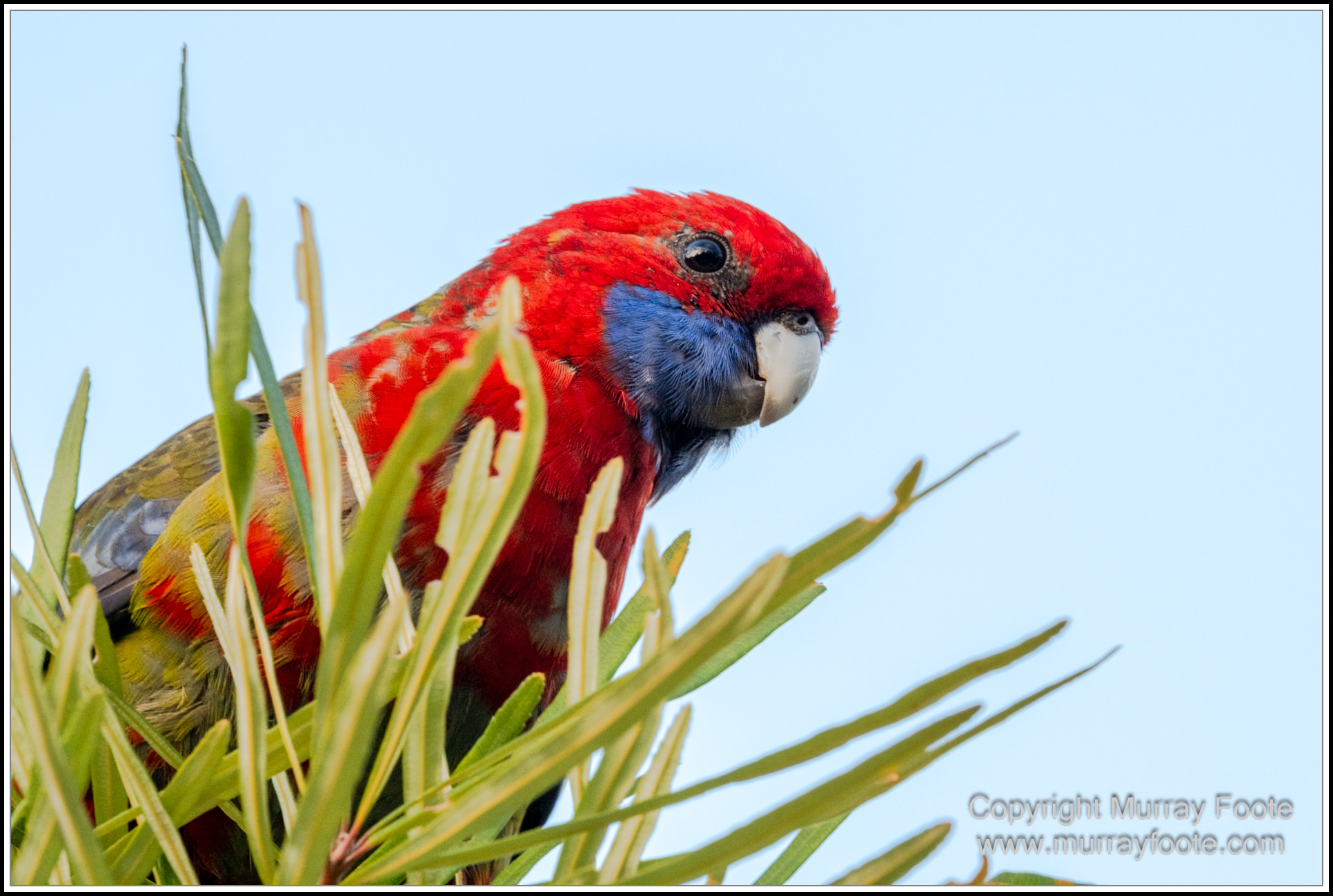 Australian National Botanic Gardens, Birds, Canberra, Fujifilm 500mm f5.6, Jerrabomberra Wetlands, Landscape, Nature, Photography, Topaz Photo AI, Travel, Wildlife