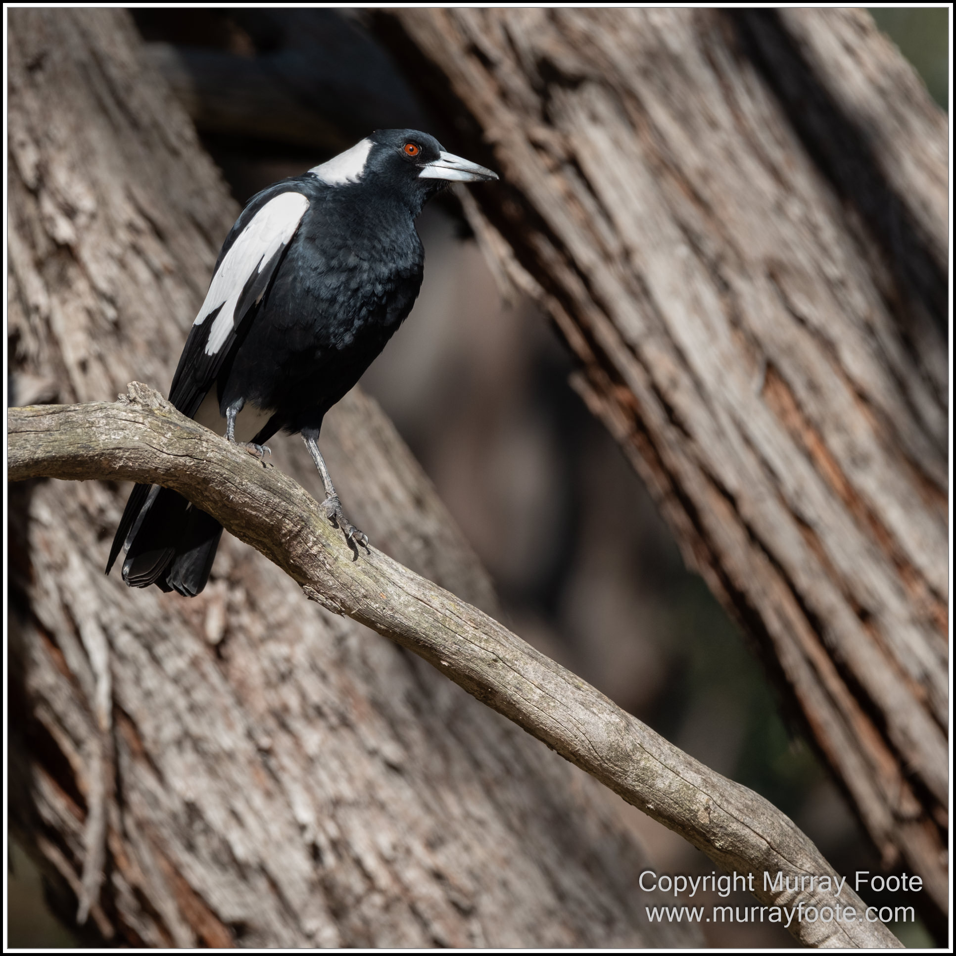 Australian National Botanic Gardens, Birds, Canberra, Fujifilm 500mm f5.6, Jerrabomberra Wetlands, Landscape, Nature, Photography, Topaz Photo AI, Travel, Wildlife