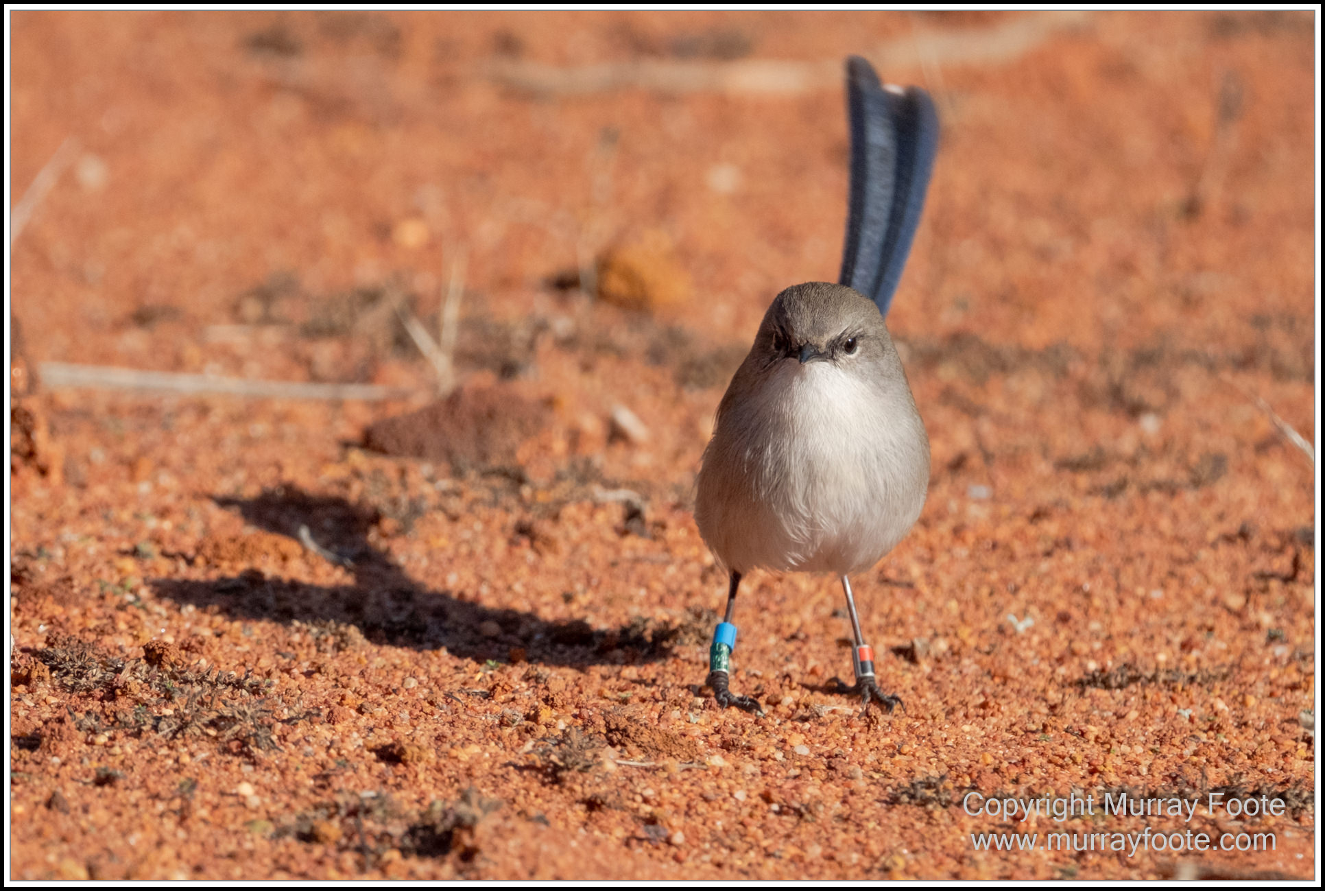 Australian National Botanic Gardens, Birds, Canberra, Fujifilm 500mm f5.6, Jerrabomberra Wetlands, Landscape, Nature, Photography, Topaz Photo AI, Travel, Wildlife