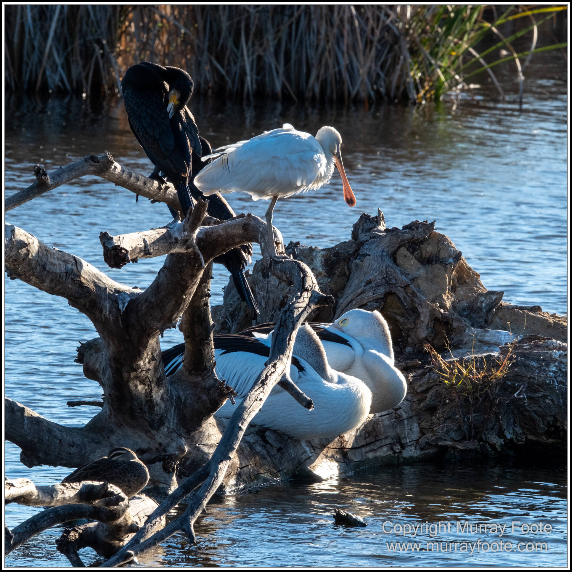 Australian National Botanic Gardens, Birds, Canberra, Fujifilm 500mm f5.6, Jerrabomberra Wetlands, Landscape, Nature, Photography, Topaz Photo AI, Travel, Wildlife