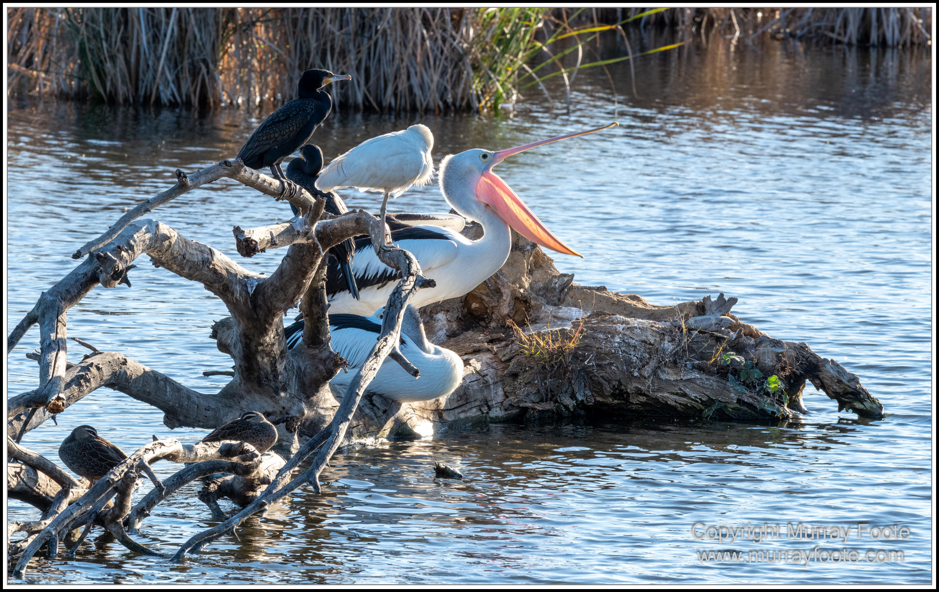 Australian National Botanic Gardens, Birds, Canberra, Fujifilm 500mm f5.6, Jerrabomberra Wetlands, Landscape, Nature, Photography, Topaz Photo AI, Travel, Wildlife