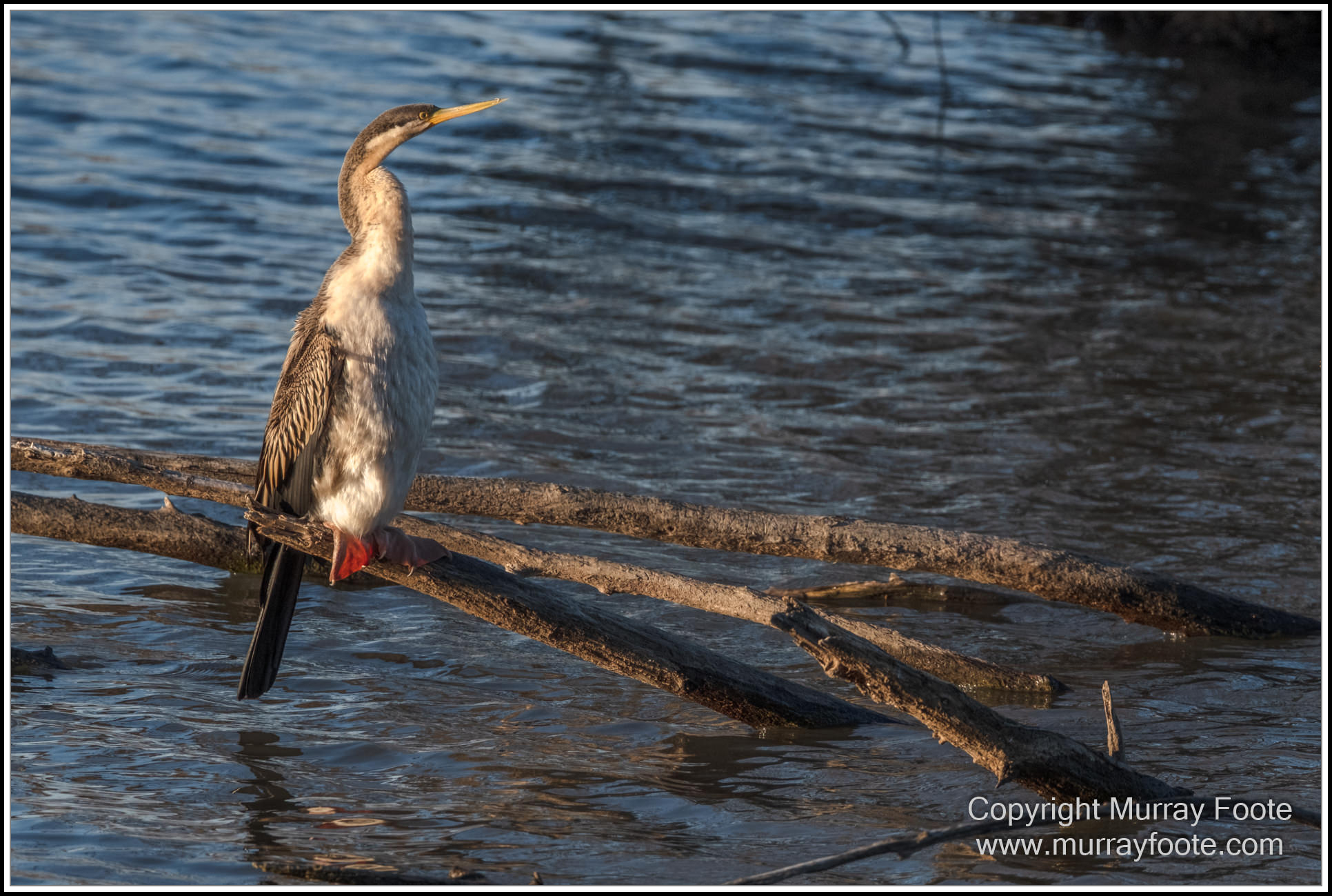 Australian National Botanic Gardens, Birds, Canberra, Fujifilm 500mm f5.6, Jerrabomberra Wetlands, Landscape, Nature, Photography, Topaz Photo AI, Travel, Wildlife
