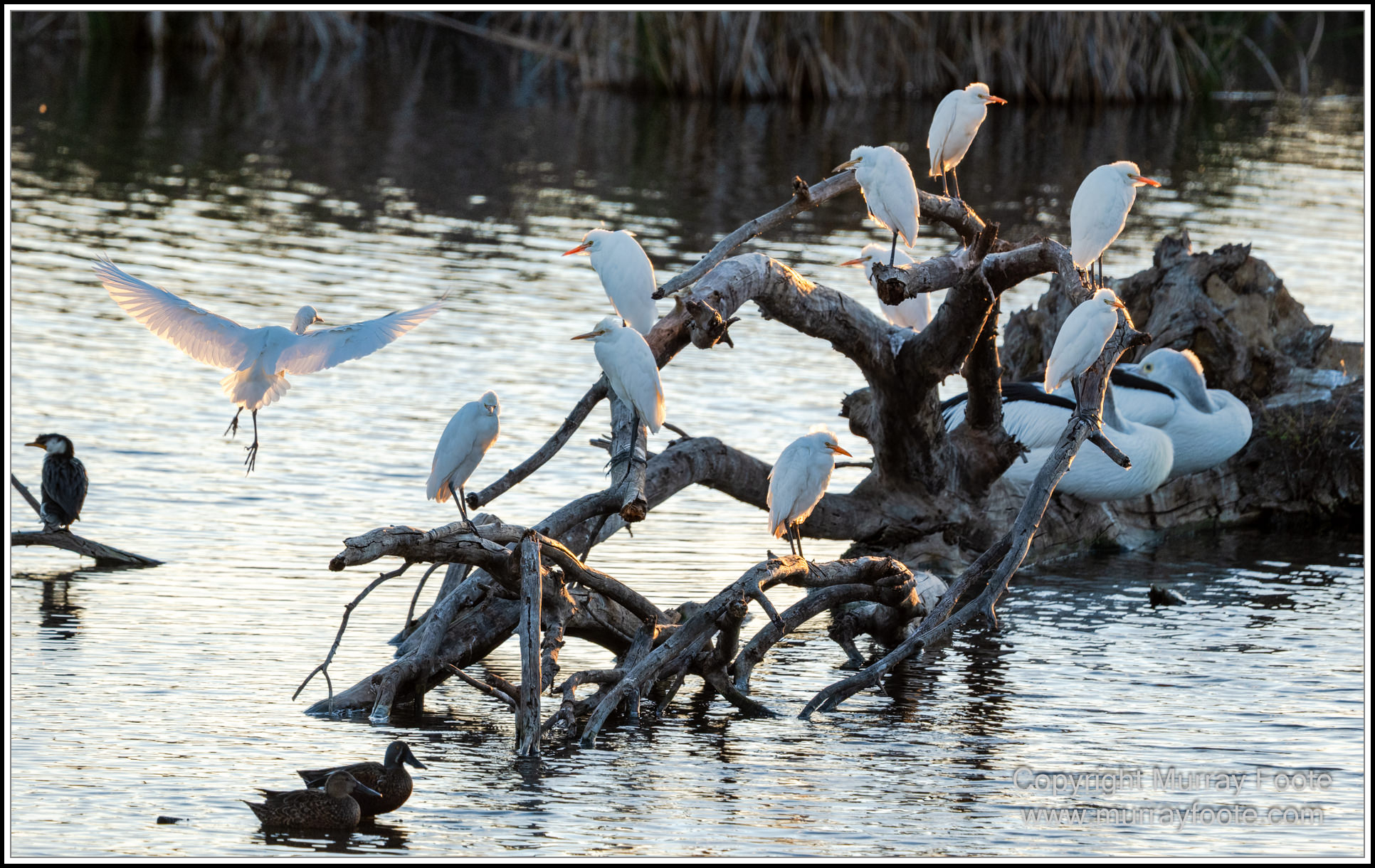 Australian National Botanic Gardens, Birds, Canberra, Fujifilm 500mm f5.6, Jerrabomberra Wetlands, Landscape, Nature, Photography, Topaz Photo AI, Travel, Wildlife